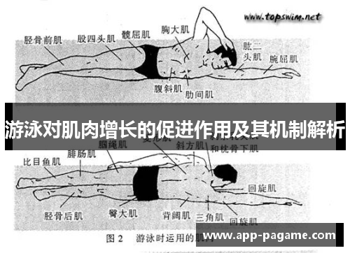 游泳对肌肉增长的促进作用及其机制解析